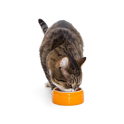  Feedplus - Pet shop 
